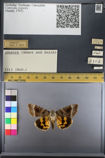 Media type: image;   Entomology 741252